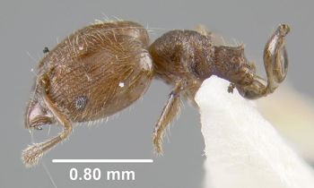 Media type: image;   Entomology 20751 Aspect: habitus lateral view